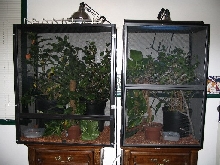Cages Setup