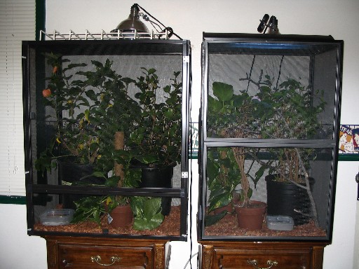 Cages Setup