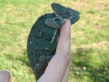 Gravid Female