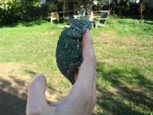 Gravid Female1