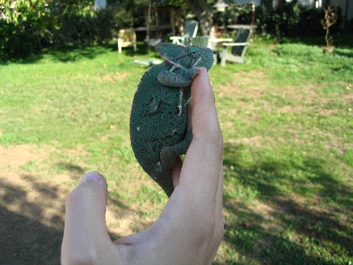 Gravid Female1