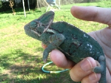 Gravid Female2