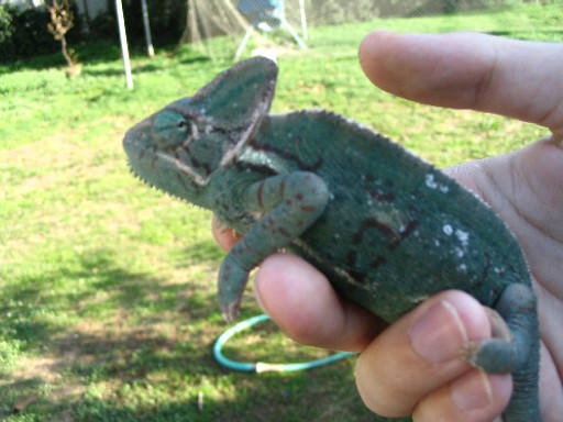Gravid Female2
