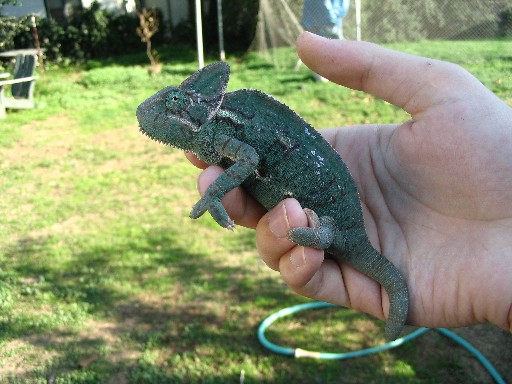 Gravid Female3