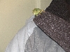 New Boy 2