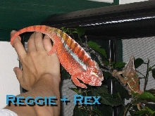 Reg25