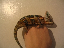 Rex1
