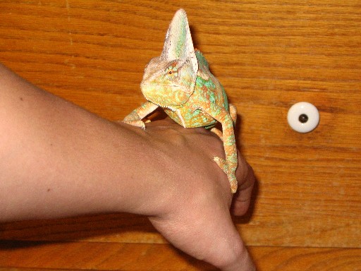 Rex  2