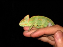 Rex 2