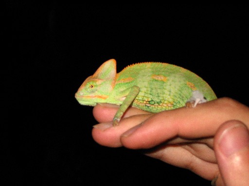 Rex 2