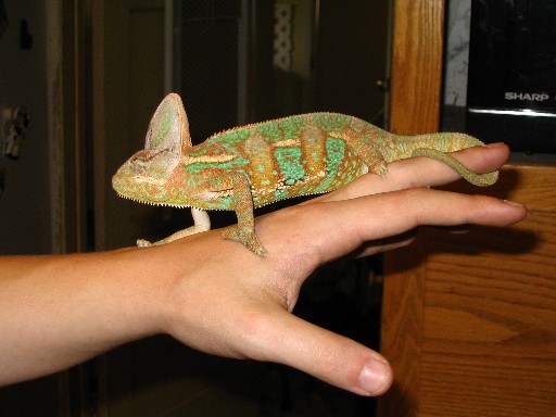 Rex  1