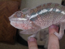 regreg2