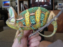 rexrex1
