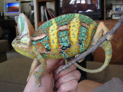 rexrex1