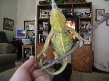 rexrex2