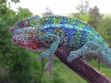 Ambanja