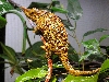 Female Werneri