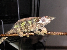 Male Werneri