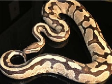 FIREhetsuperstripe