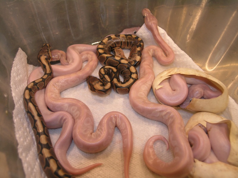 crystal mojave clutch