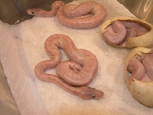 crystal mojave clutch