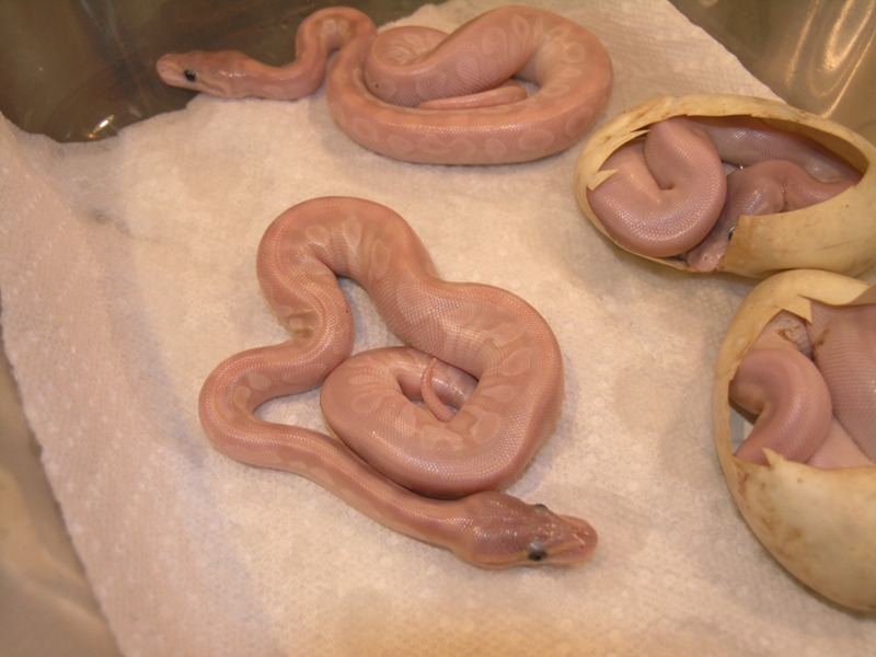 crystal mojave clutch