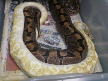 Crystal Mojave to WOMA