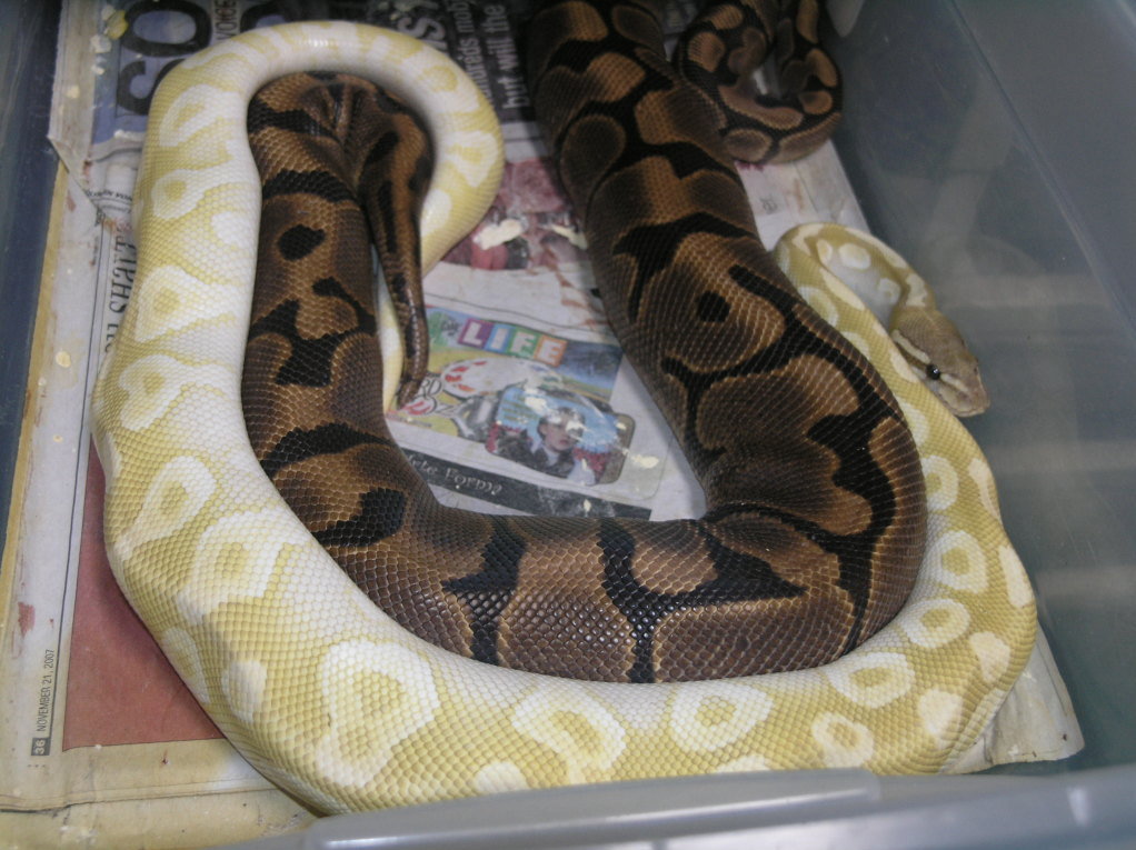 Crystal Mojave to WOMA