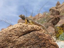 C. vestigium