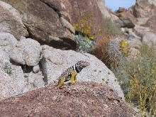 C. vestigium