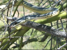 Sonoran whipsnake