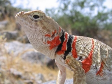 C. nebrius - gravid female