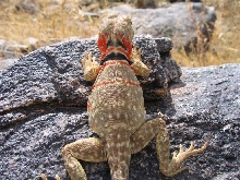 C. nebrius - gravid female