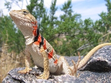 C. nebrius - gravid female