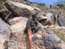 chuckwalla
