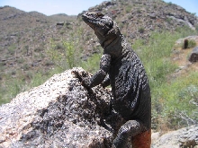 chuckwalla