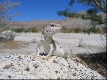 young D. dorsalis