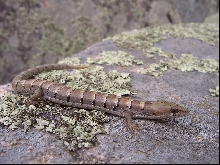 E. kingii