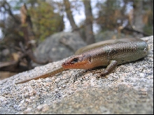 E. gilberti