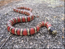 L. pyromelana