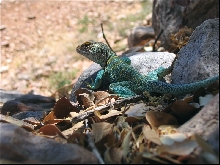 C. collaris male