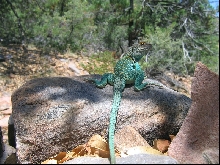 C. collaris male (2)