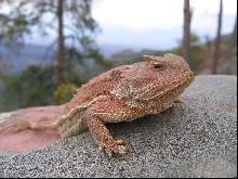P. douglassii