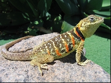 gravid C. vestigium