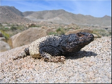 male Sauromalus ater