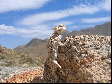 Desert Horned Lizard
