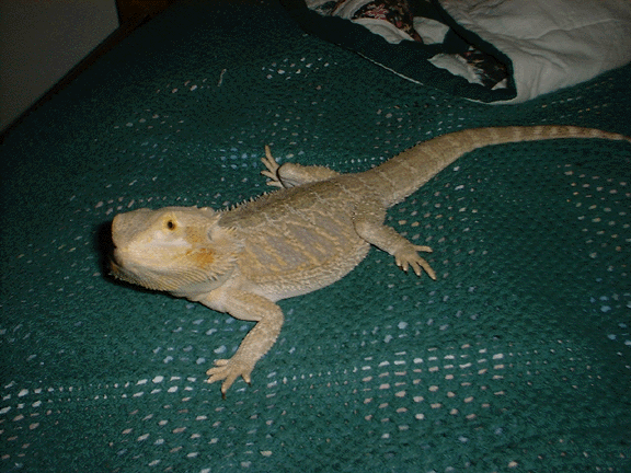 Wysiwyg