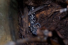 Slimy Salamander