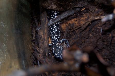 Slimy Salamander