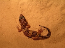 Geeko